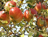 Pommes Marie-Ménard